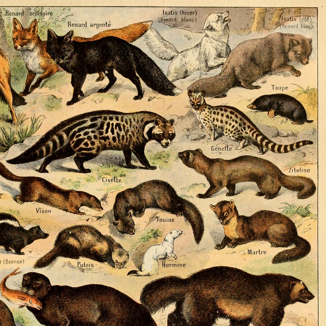 Vintage Poster Print Wall Art Decor Retro Wild Animal Species